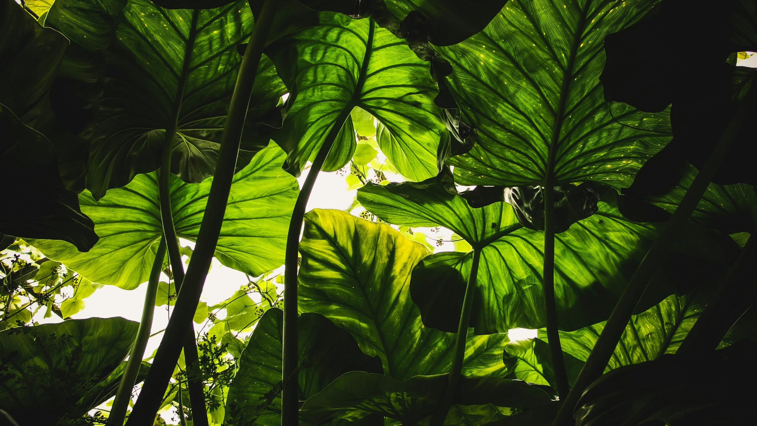 Vibrant green taro leaves backlit by sunlight, creating a natural canopy effect in Edinburgh.
